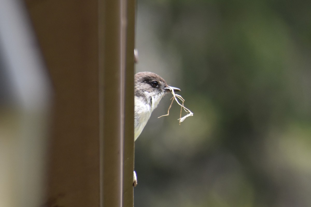 Eastern Phoebe - ML619039027