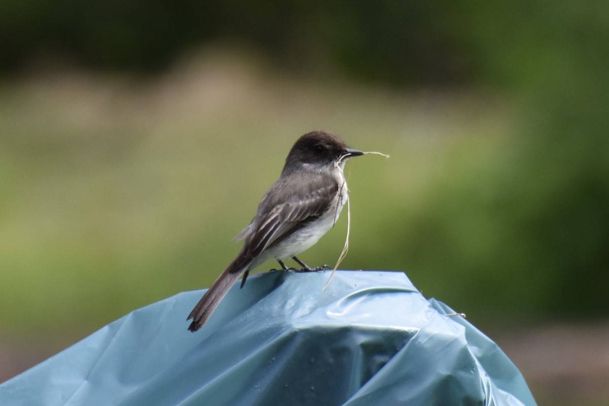 Eastern Phoebe - ML619039028