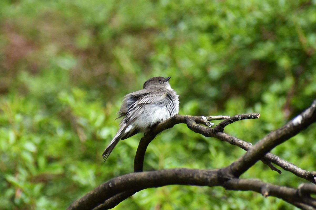 Eastern Phoebe - ML619039029