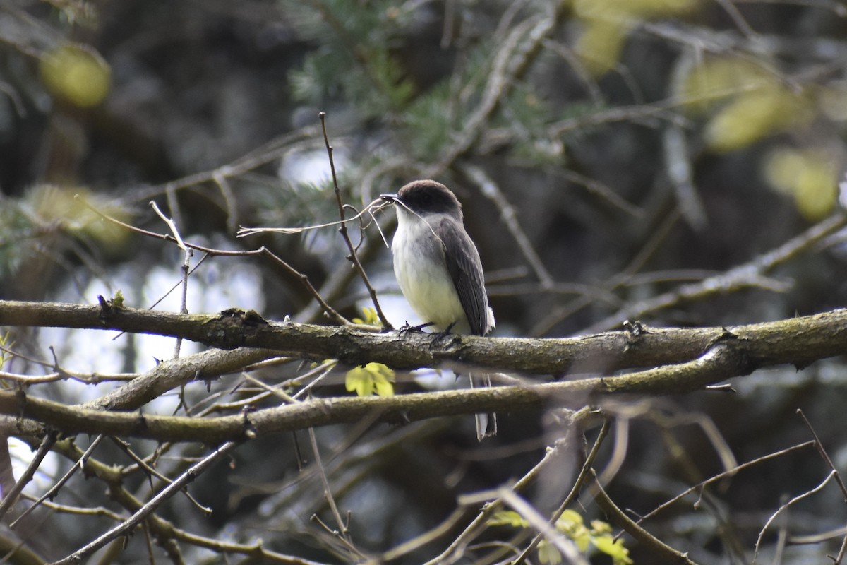 Eastern Phoebe - ML619039030