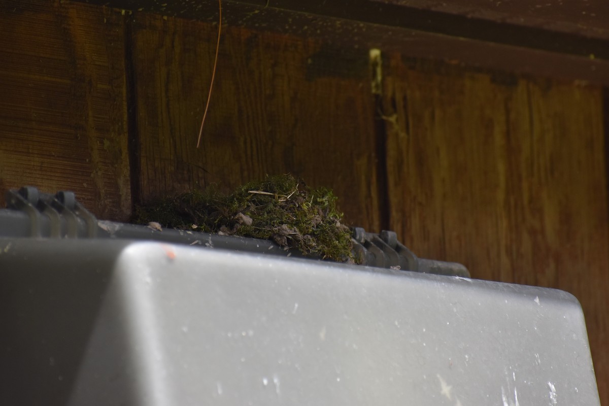 Eastern Phoebe - ML619039031