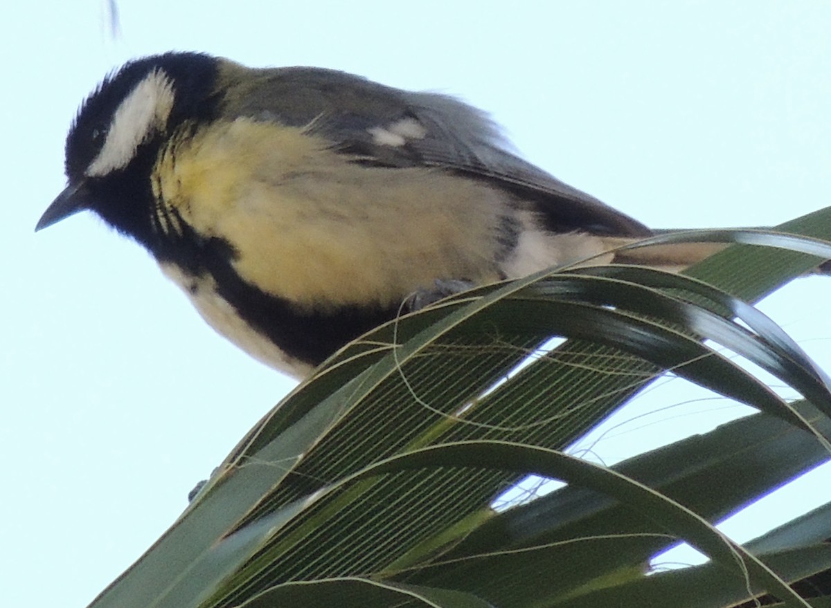 Great Tit - ML619039034