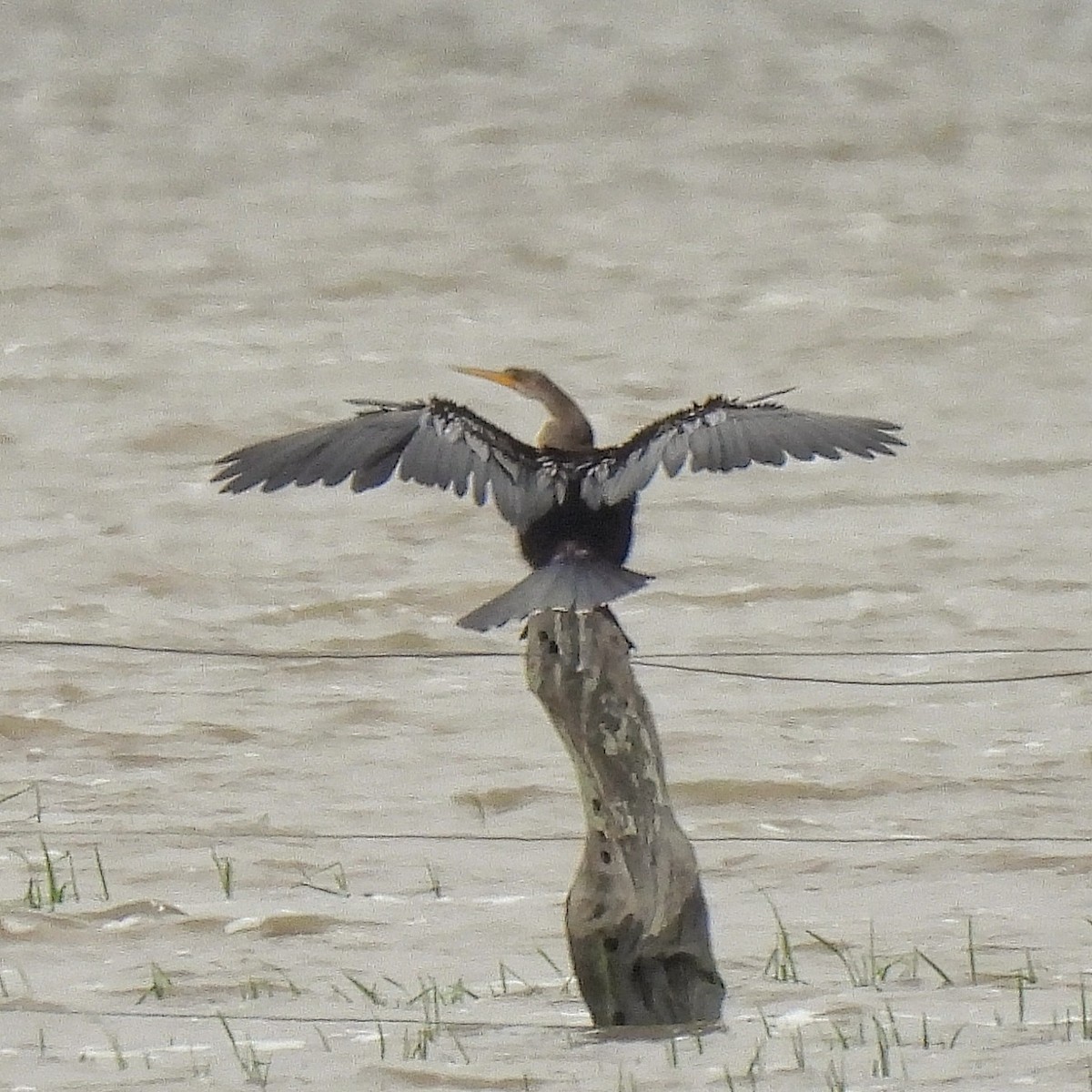 Anhinga - Pablo Bruni