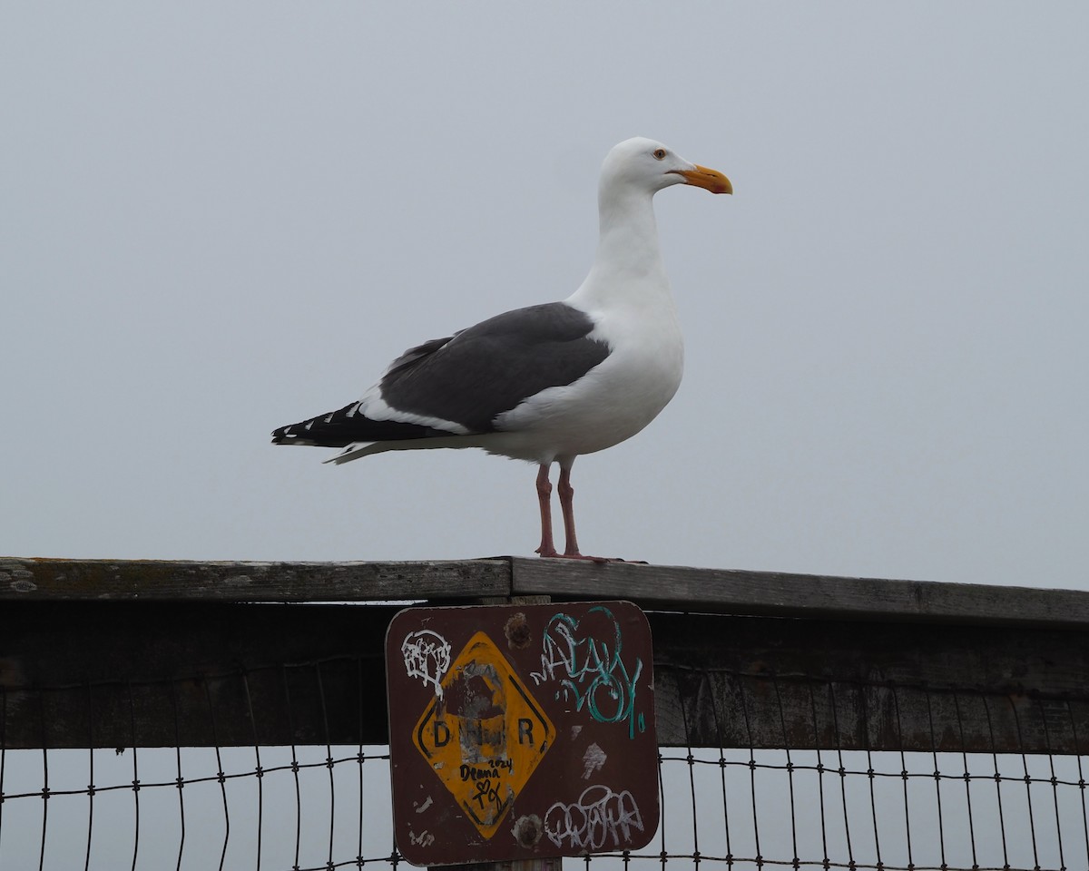 Western Gull - ML619039082