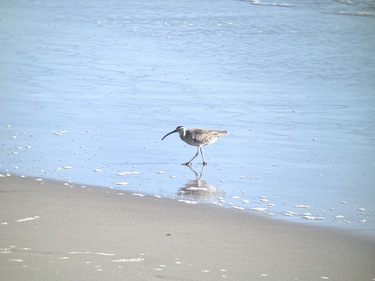 Whimbrel - ML619039125