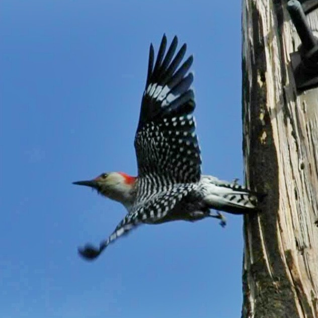 Red-bellied Woodpecker - Trent   Bray