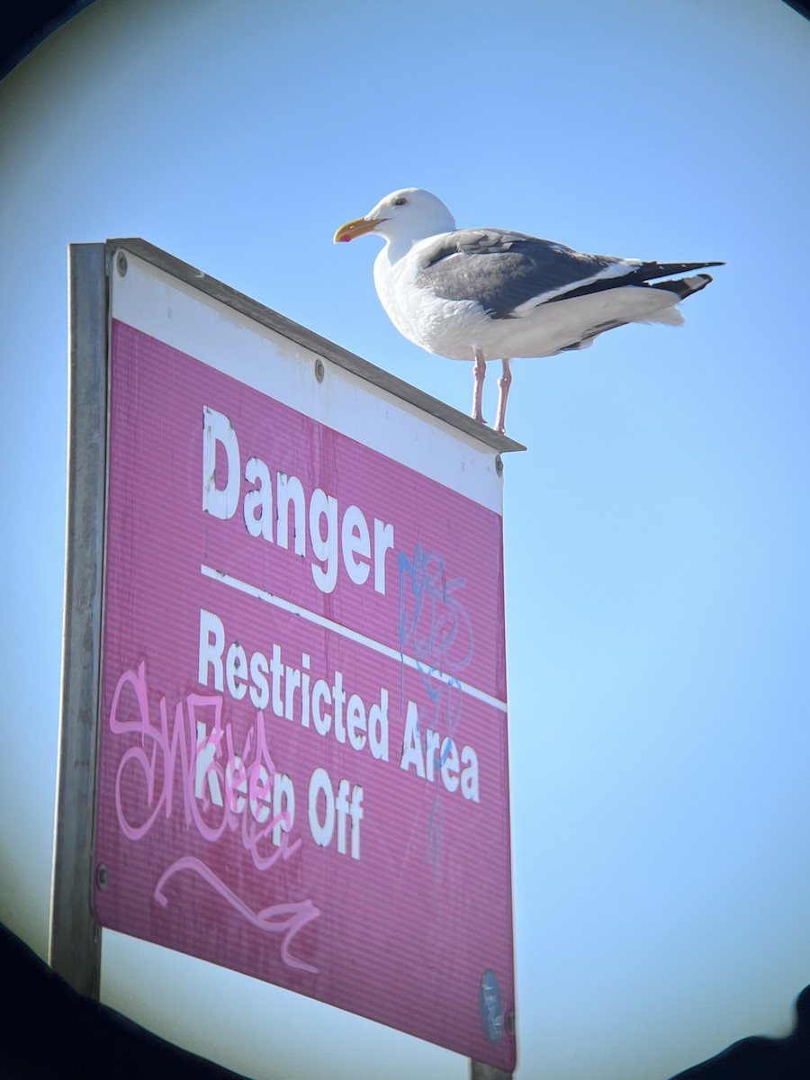 Western Gull - ML619039129