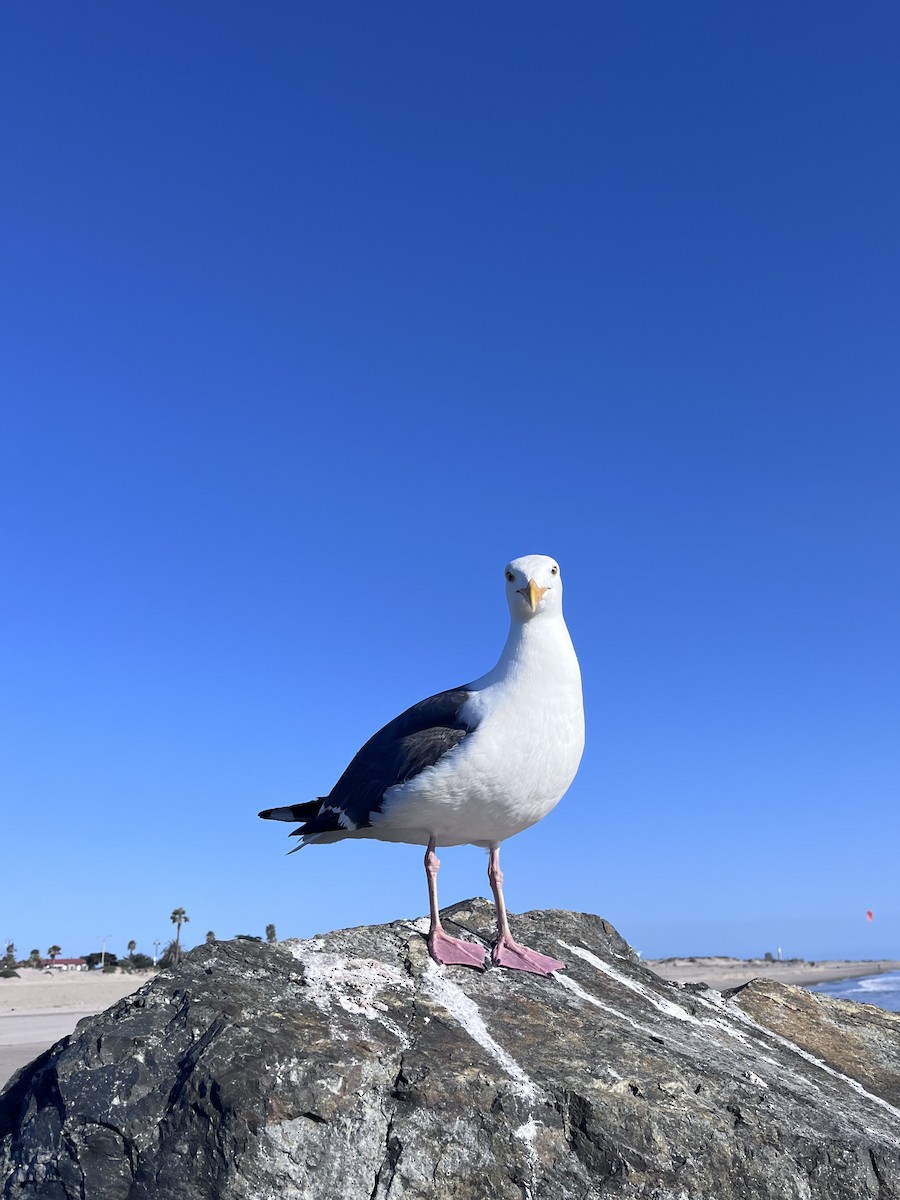 Gaviota Occidental - ML619039130