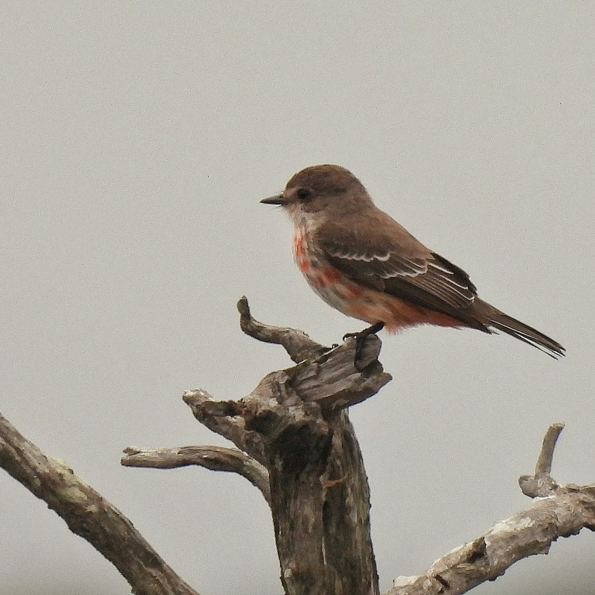 Vermilion Flycatcher - Pablo Bruni