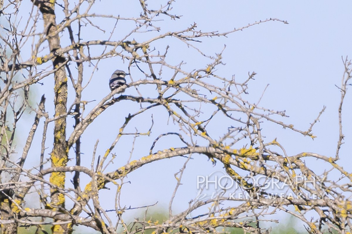 Iberian Gray Shrike - Kent Weakley
