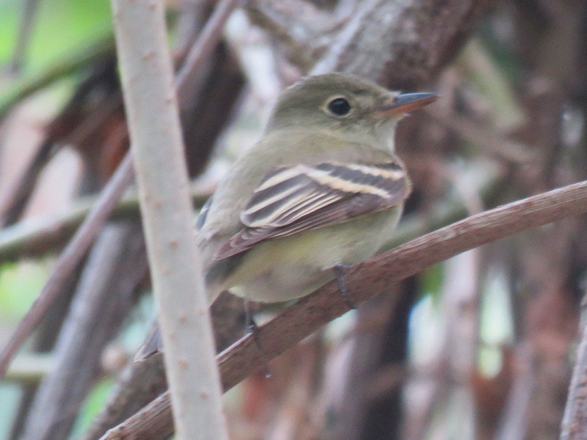 Acadian Flycatcher - Eric van den Berghe