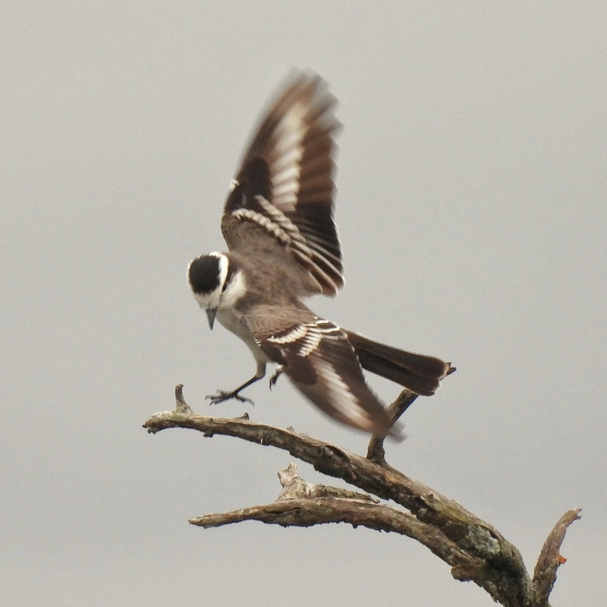 Black-crowned Monjita - Pablo Bruni