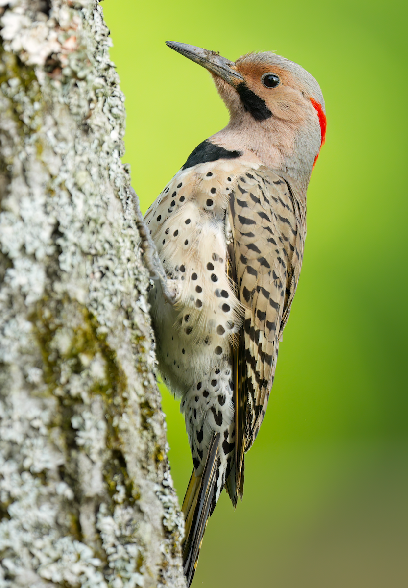 Northern Flicker - Zachary Vaughan