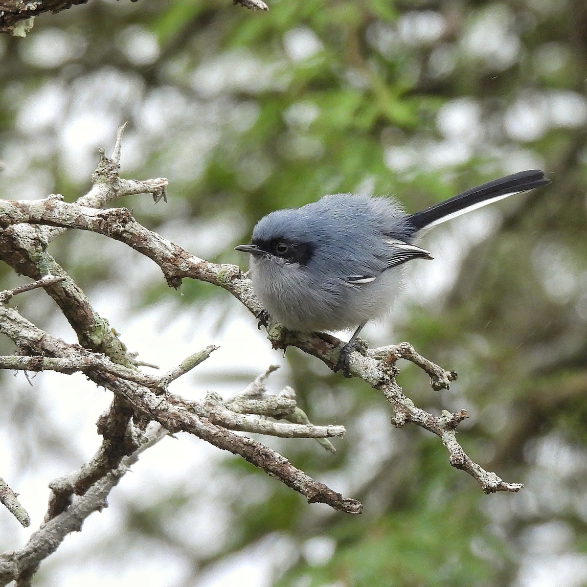 Masked Gnatcatcher - Pablo Bruni