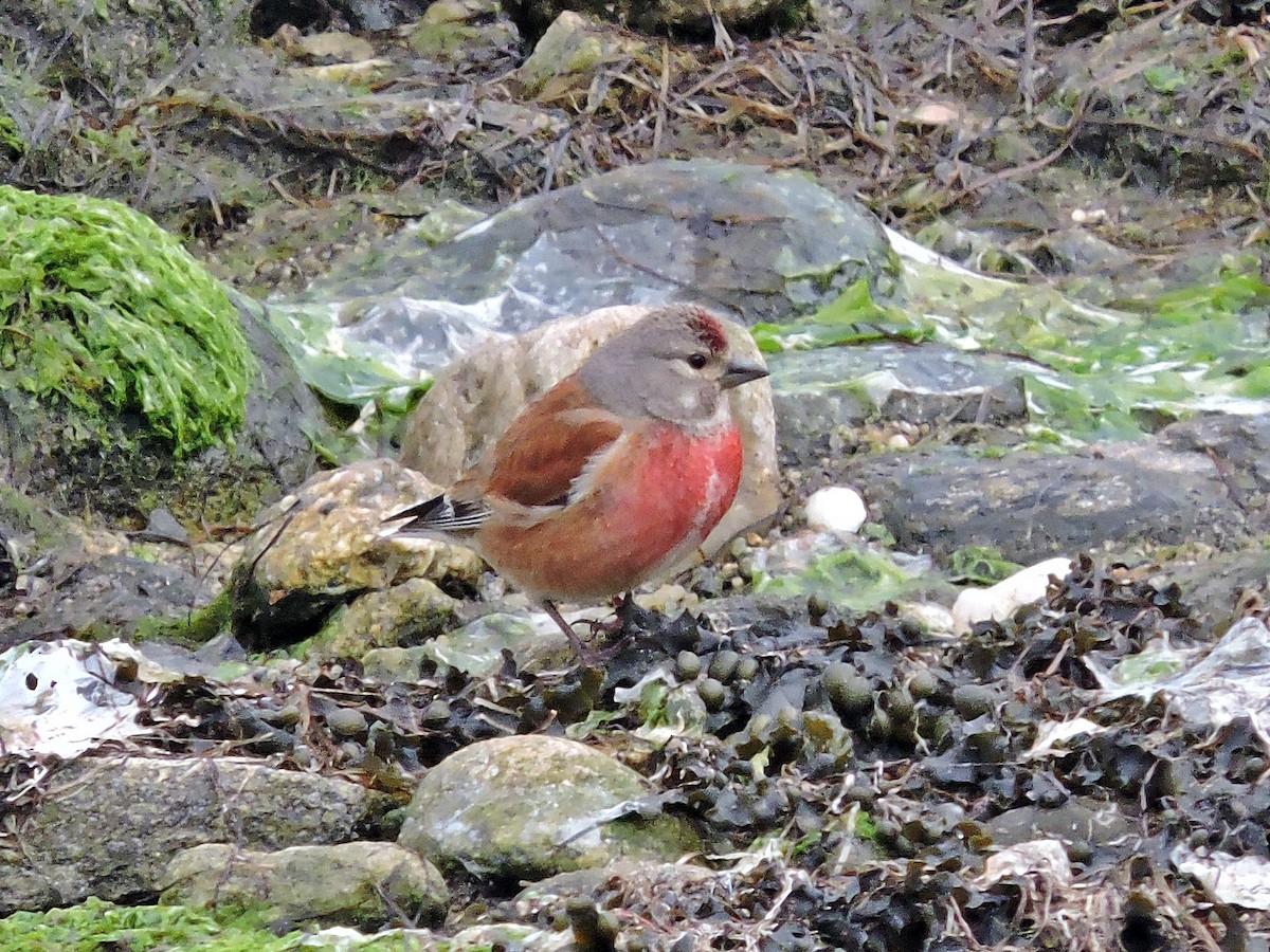 Eurasian Linnet - ML619039228