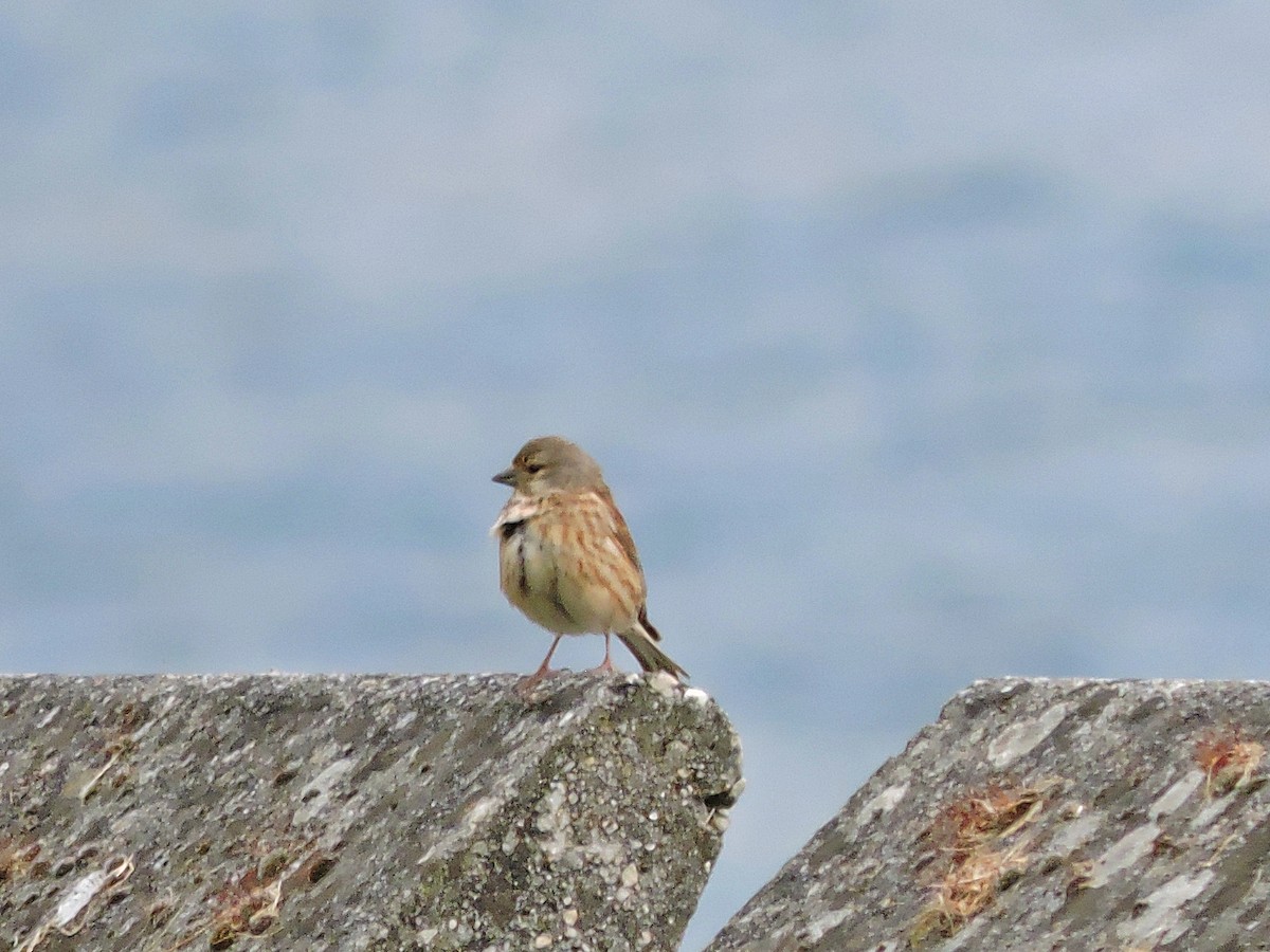 Eurasian Linnet - ML619039229