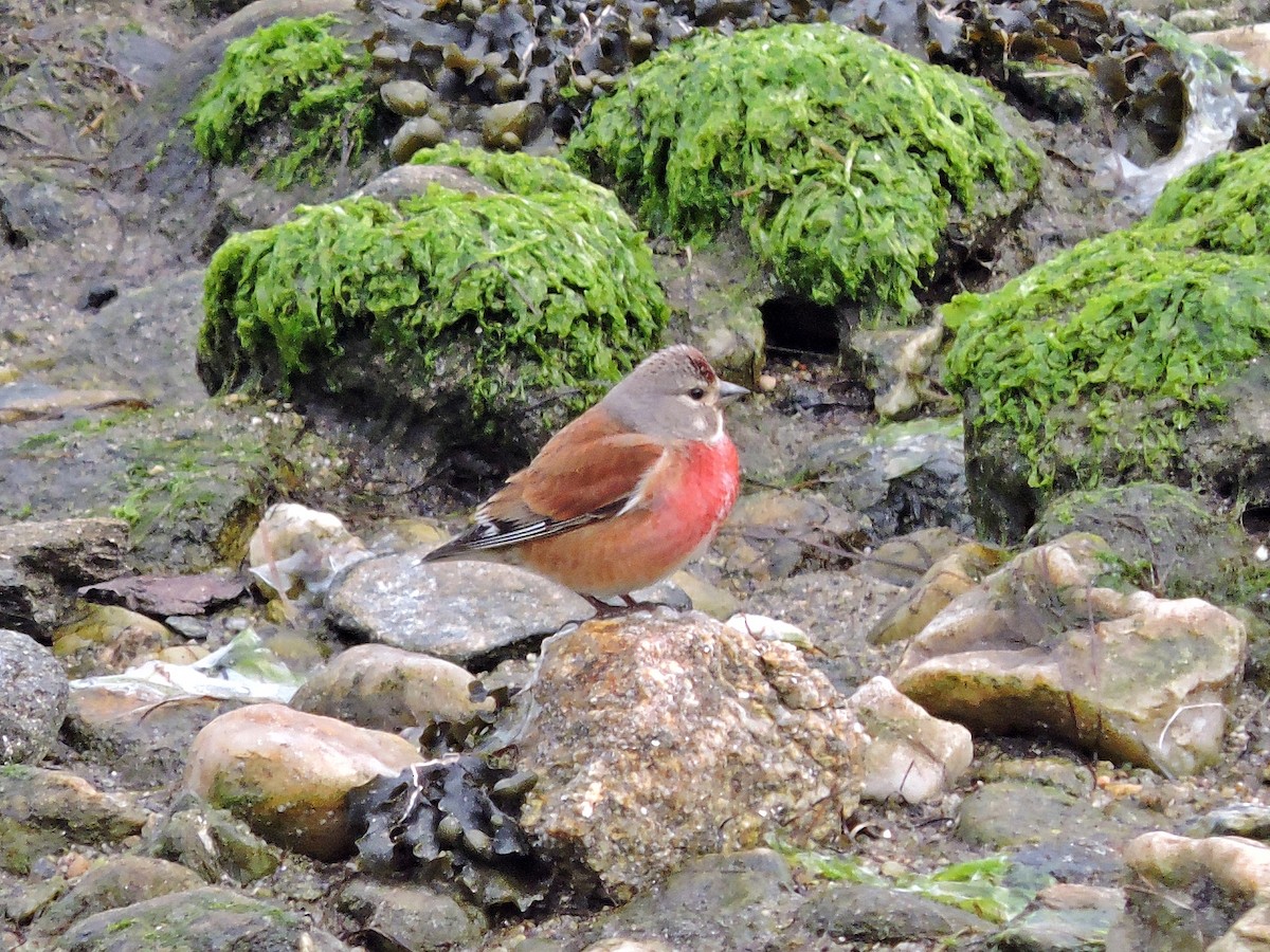 Eurasian Linnet - ML619039231