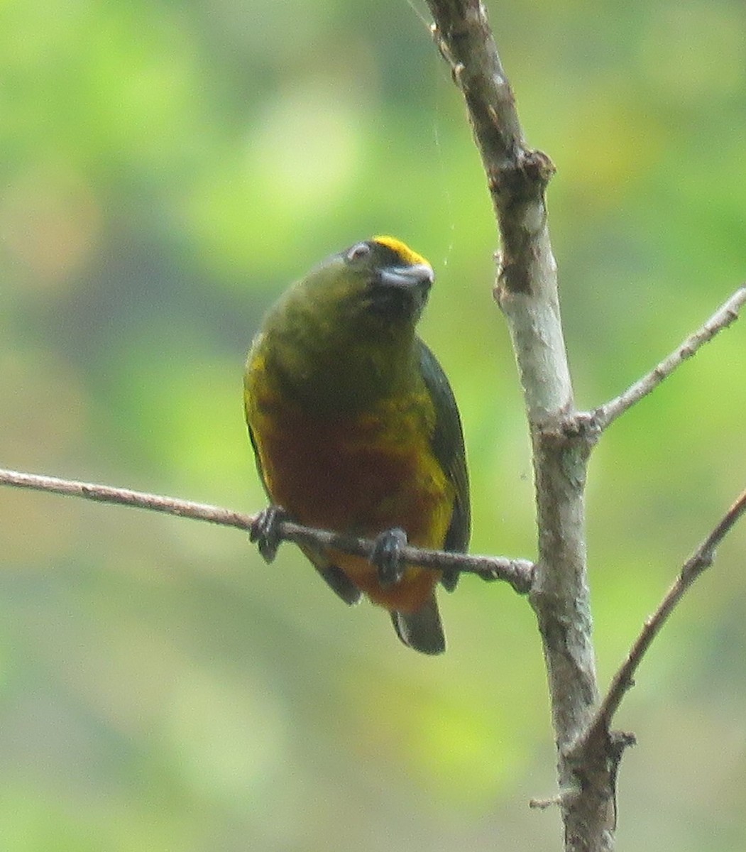 Olive-backed Euphonia - Eric van den Berghe