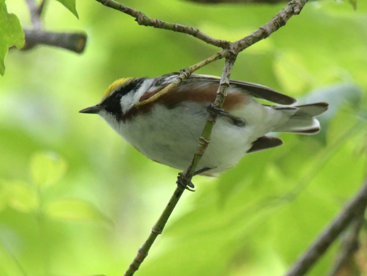 Chestnut-sided Warbler - David Drews