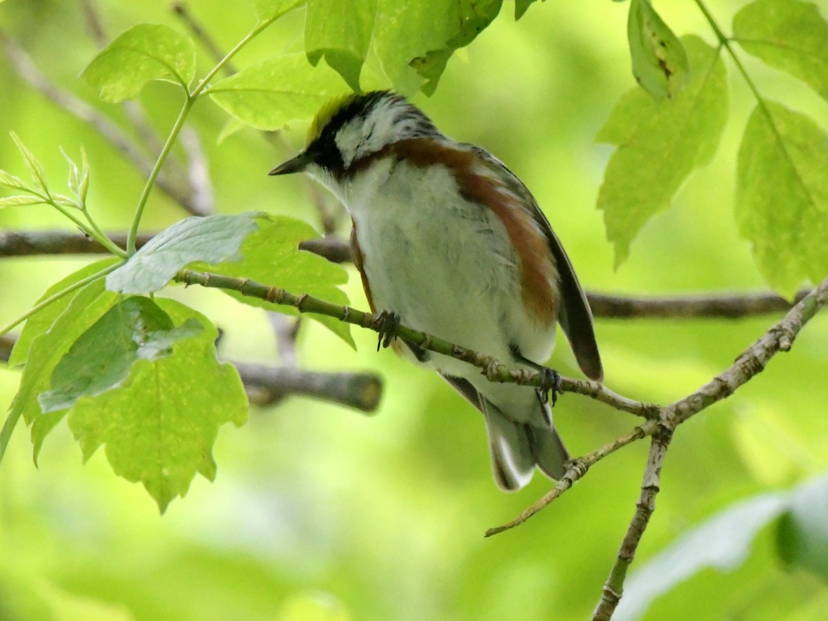 Chestnut-sided Warbler - David Drews