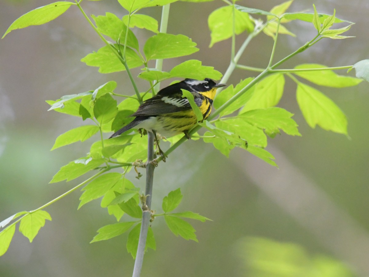 Magnolia Warbler - David Drews