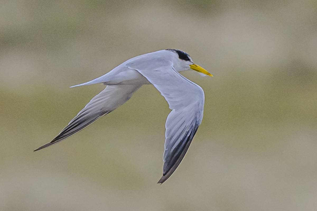 Yellow-billed Tern - Amed Hernández