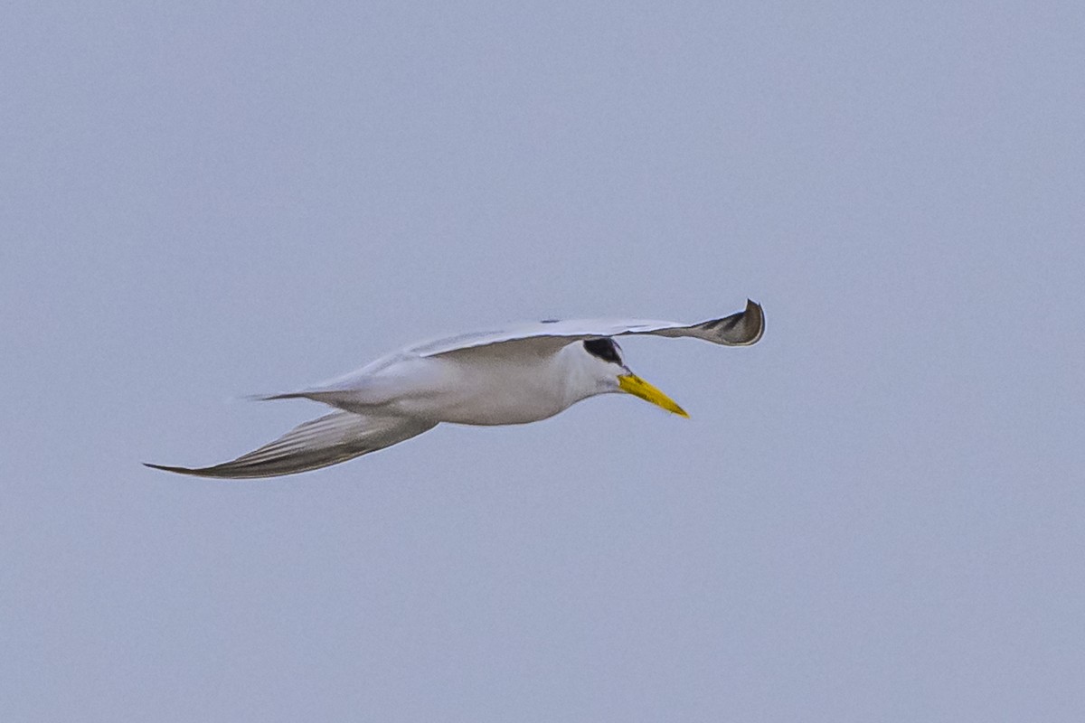 Yellow-billed Tern - Amed Hernández