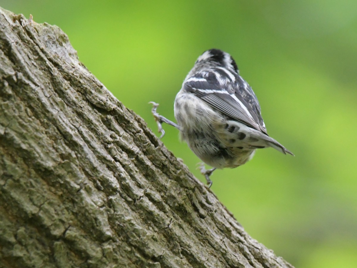 Black-and-white Warbler - David Drews