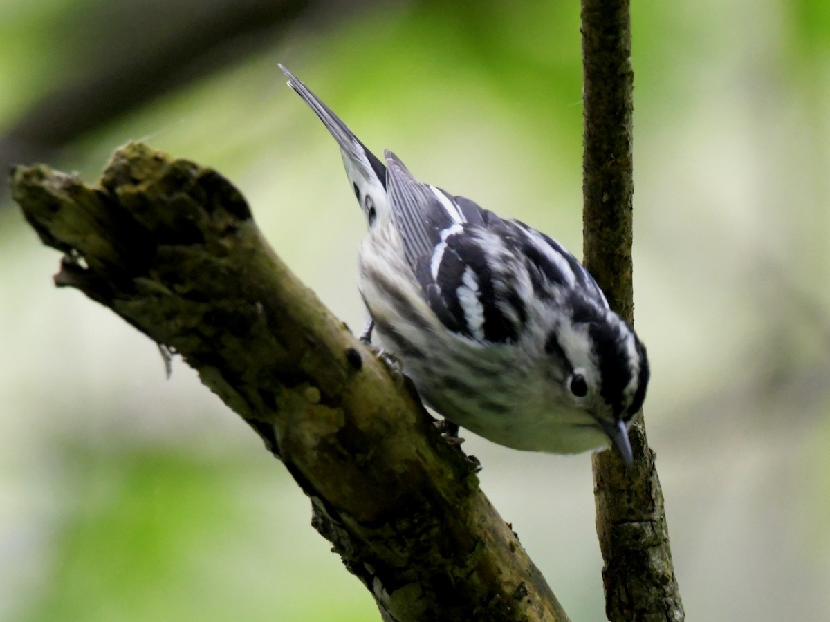 Black-and-white Warbler - David Drews