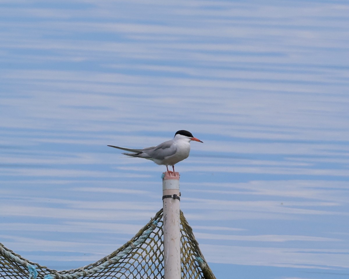 Common Tern - Sam Shaw
