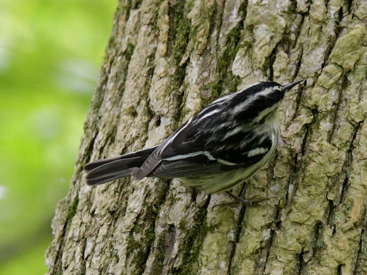 Black-and-white Warbler - David Drews