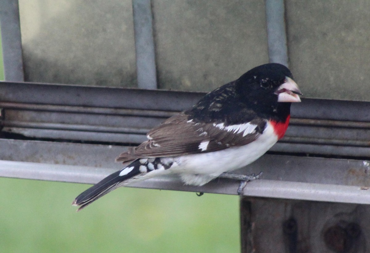 Rose-breasted Grosbeak - Jacques Gagné