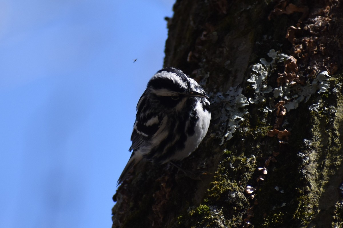 Black-and-white Warbler - ML619039501