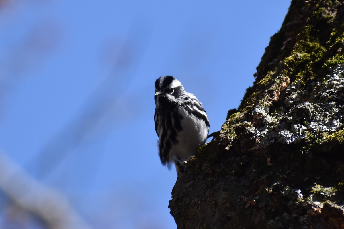 Black-and-white Warbler - ML619039502