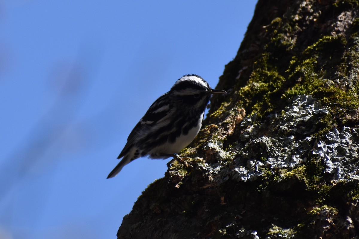 Black-and-white Warbler - ML619039503