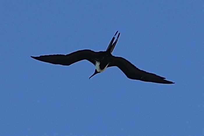 Magnificent Frigatebird - ML619039506