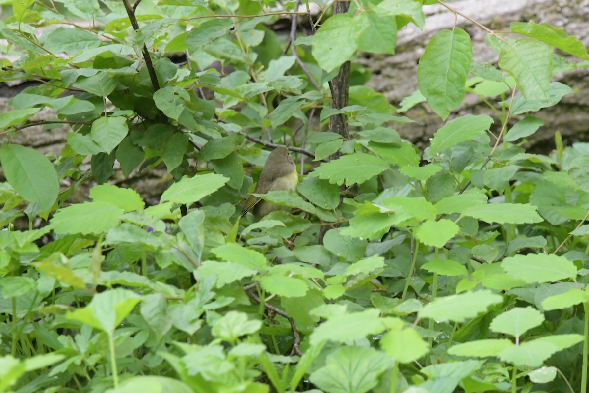 Common Yellowthroat - David Drews