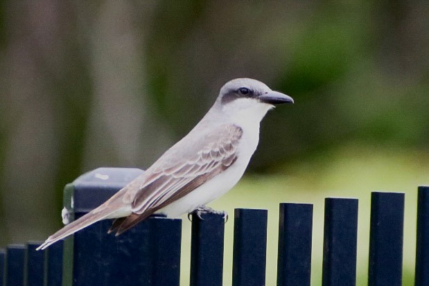 Gray Kingbird - nicole-marie  pettinelli