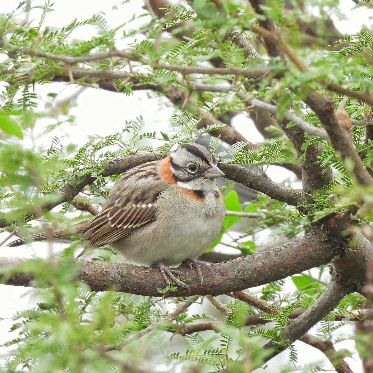 Rufous-collared Sparrow - Pablo Bruni