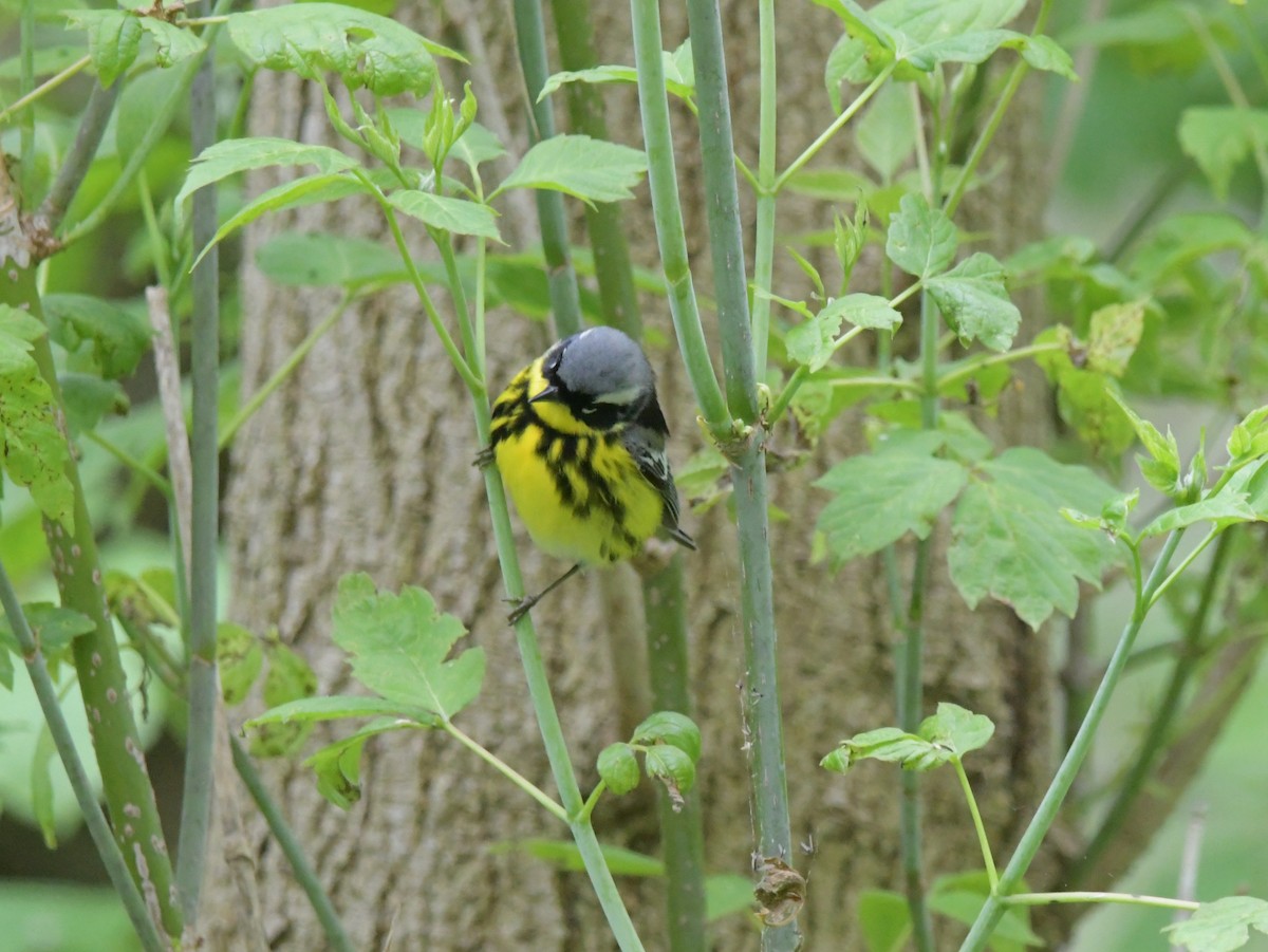 Magnolia Warbler - David Drews