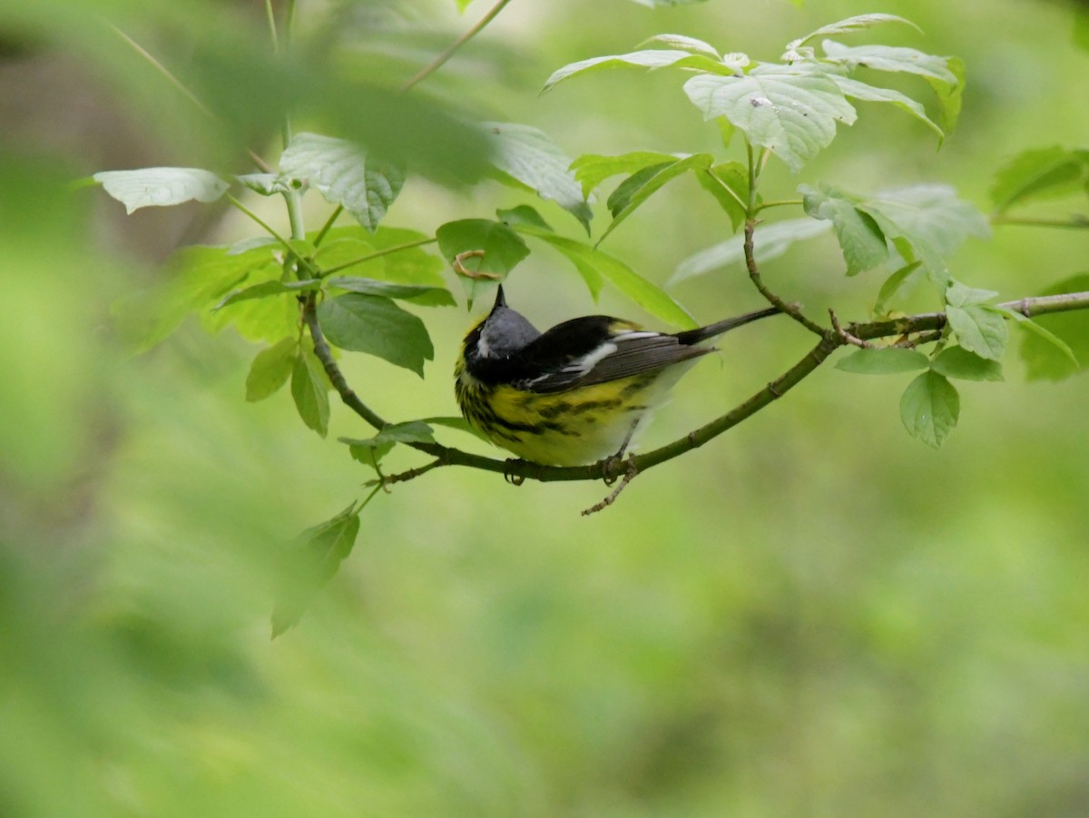 Magnolia Warbler - David Drews