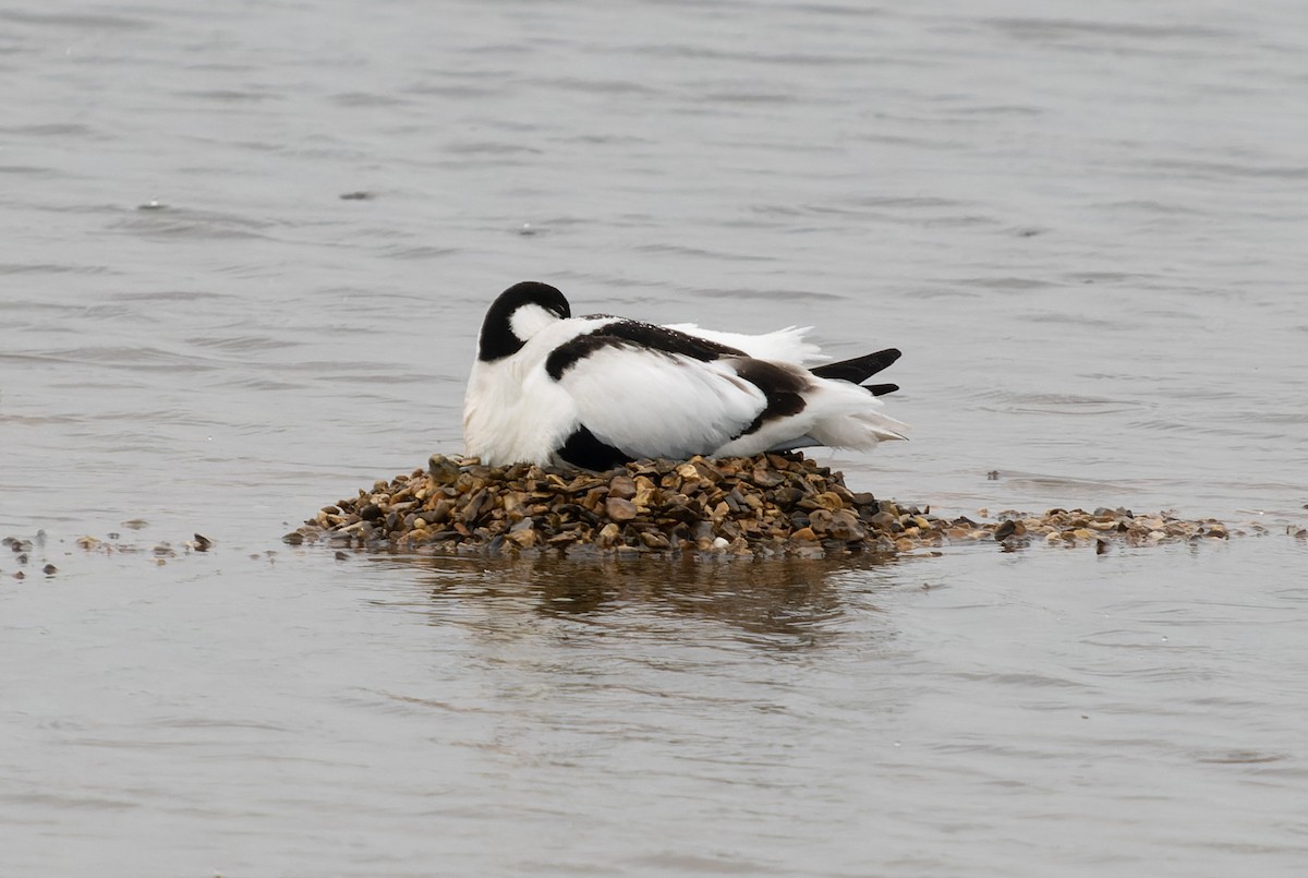 Pied Avocet - Simon Colenutt