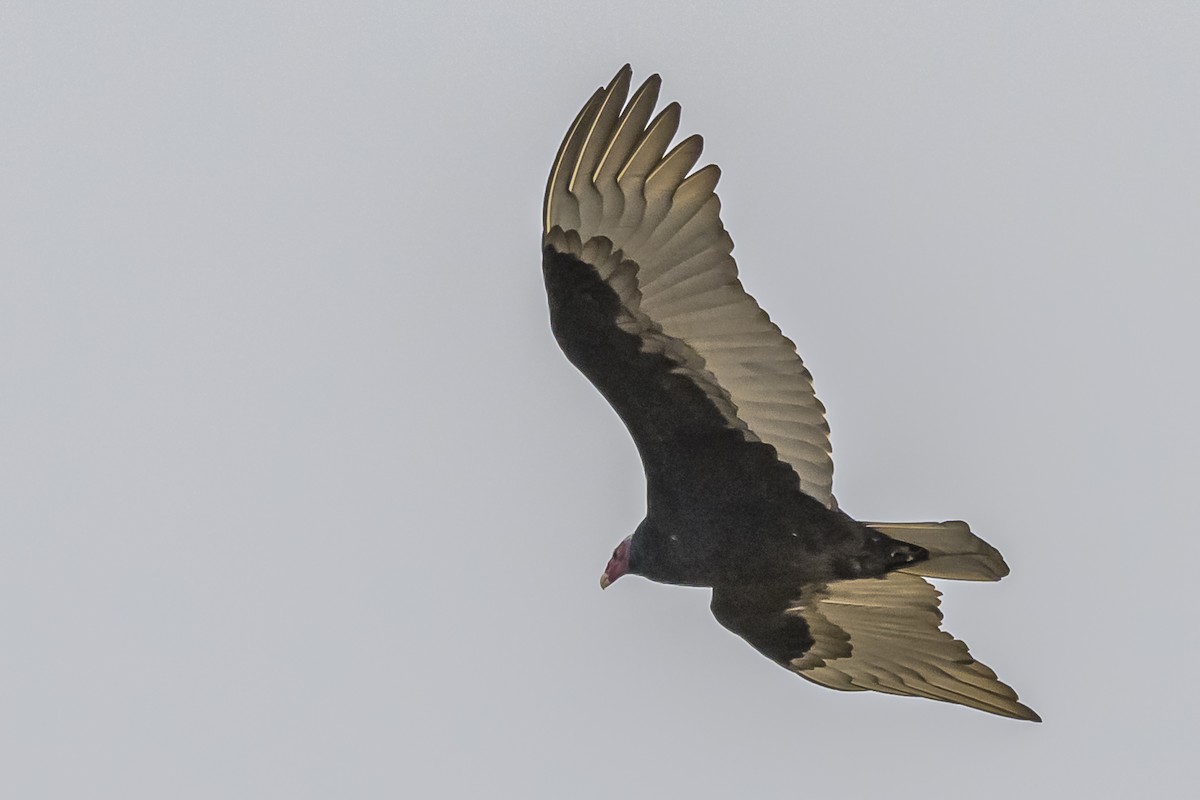 Turkey Vulture - Amed Hernández