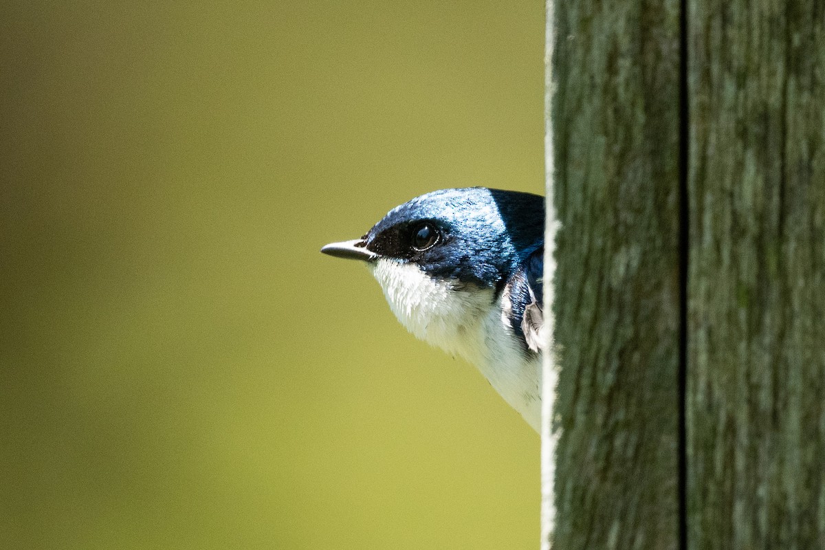 Tree Swallow - Tim Metcalf