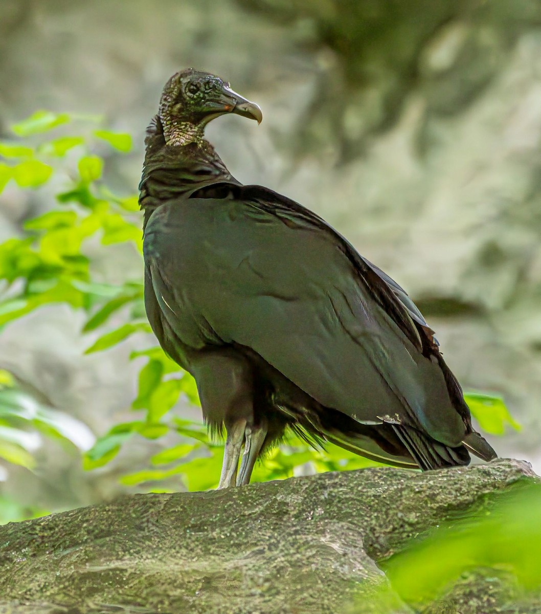 Black Vulture - ML619039610