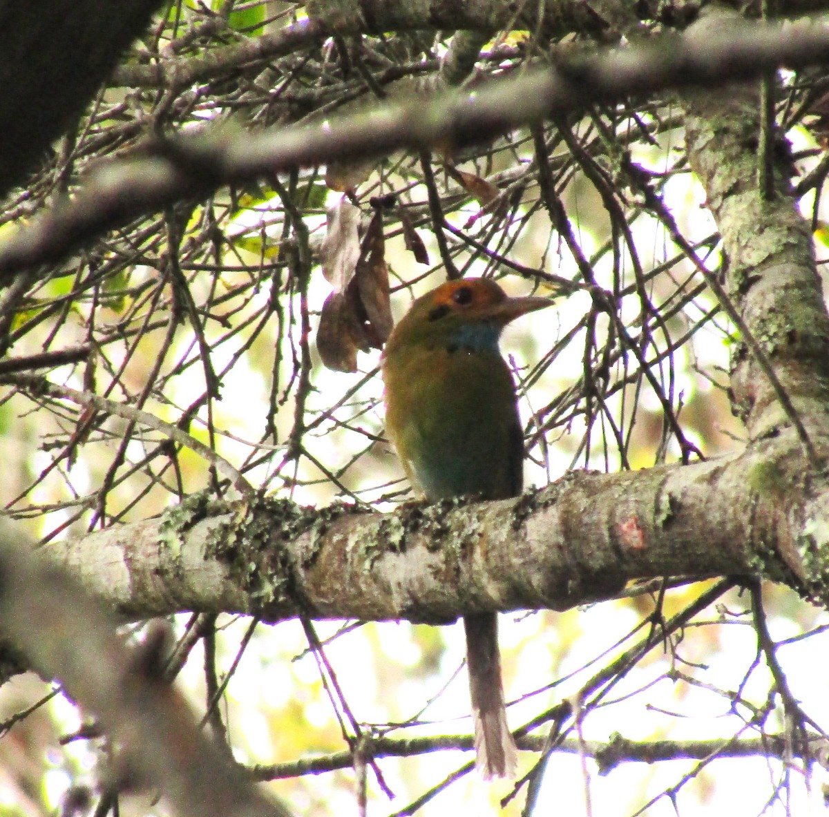 Blue-throated Motmot - Liliana Matute Mandujano