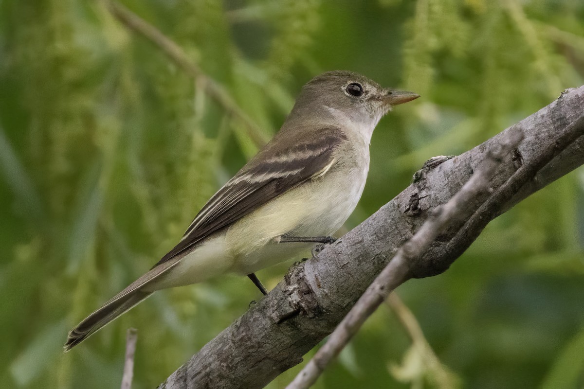 Willow Flycatcher - Anonymous