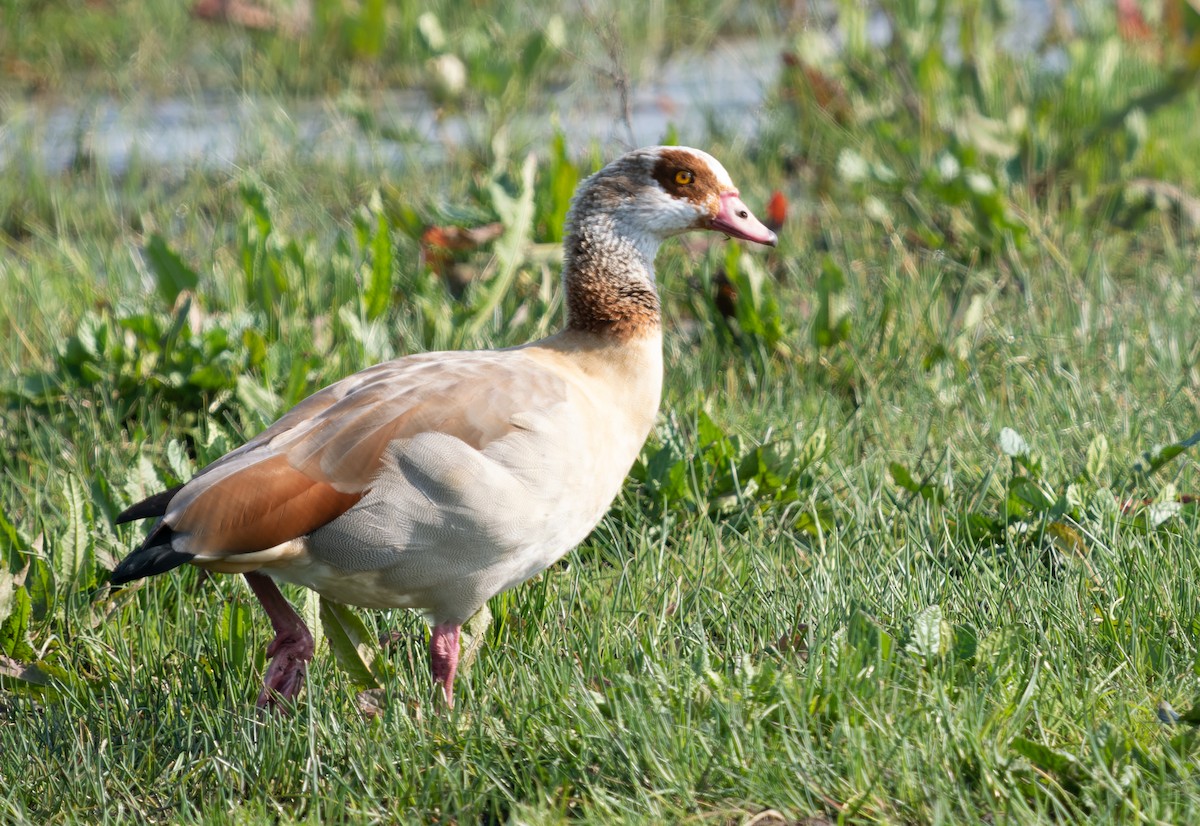 Egyptian Goose - Simon Colenutt