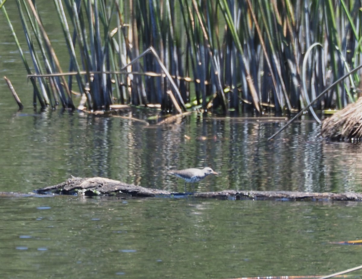 Spotted Sandpiper - ML619039657