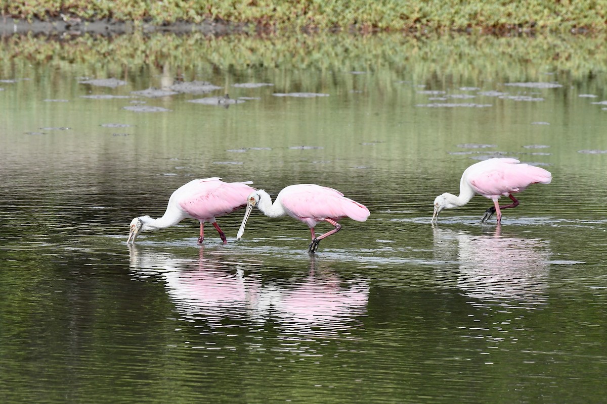 Roseate Spoonbill - Javier Antonio Pérez Chaves